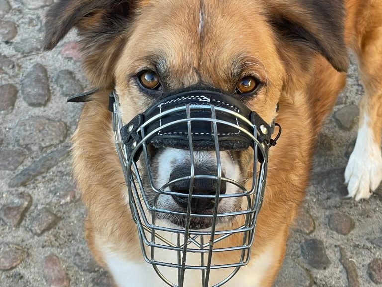 Hund mit braunem und grauem Fell, trägt ein rotes Halsband und schaut nach oben.