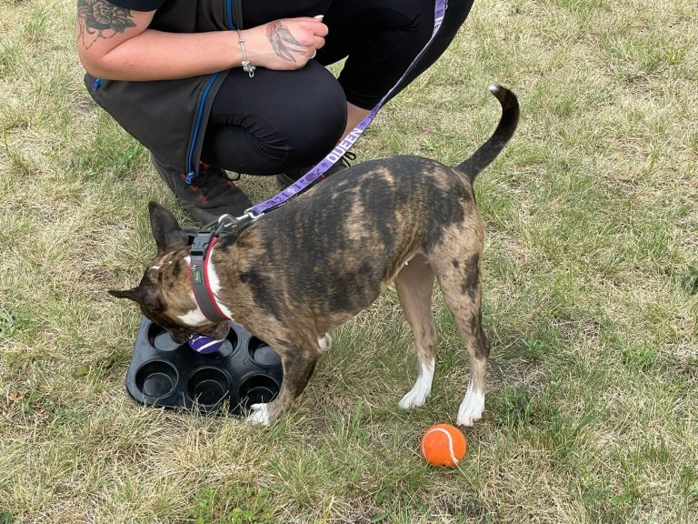 Hund mit braunem und grauem Fell, trägt ein rotes Halsband und schaut nach oben.