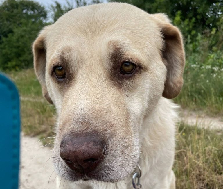Hund mit braunem und grauem Fell, trägt ein rotes Halsband und schaut nach oben.