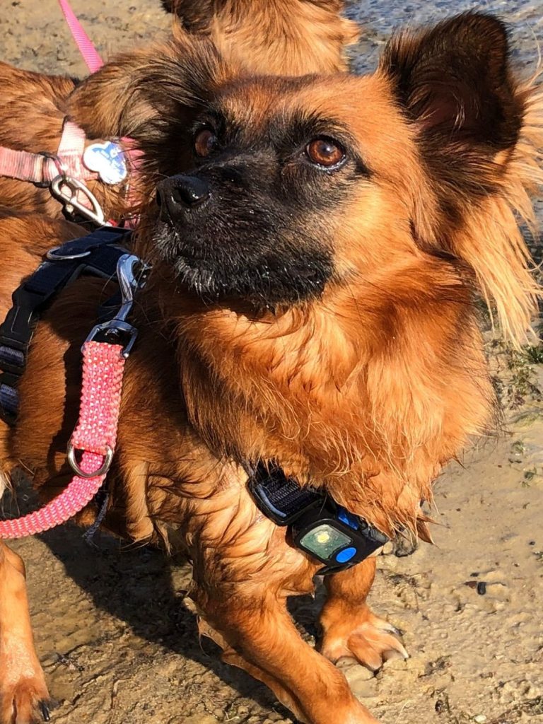 Hund mit Maulkorb steht auf Gras, schaut direkt in die Kamera.