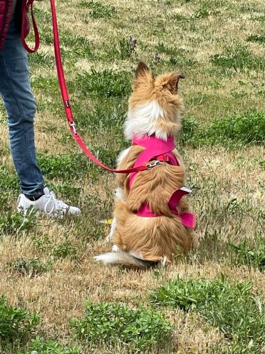 Ein Hund mit pinkem Geschirr sitzt an einer Leine auf grünem Gras.
