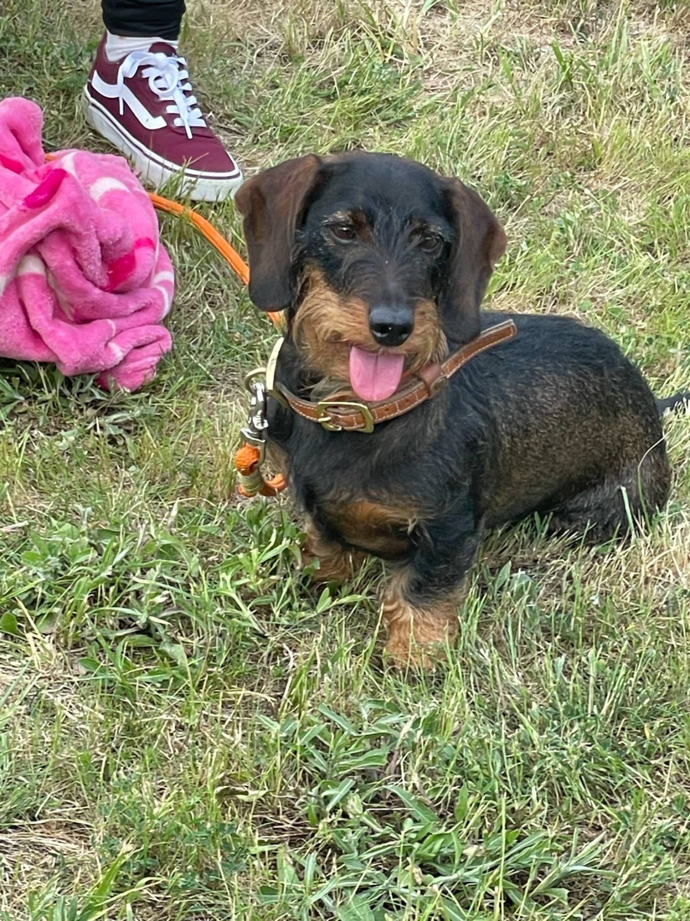 Ein Dackel hechelt und sitzt im Gras.