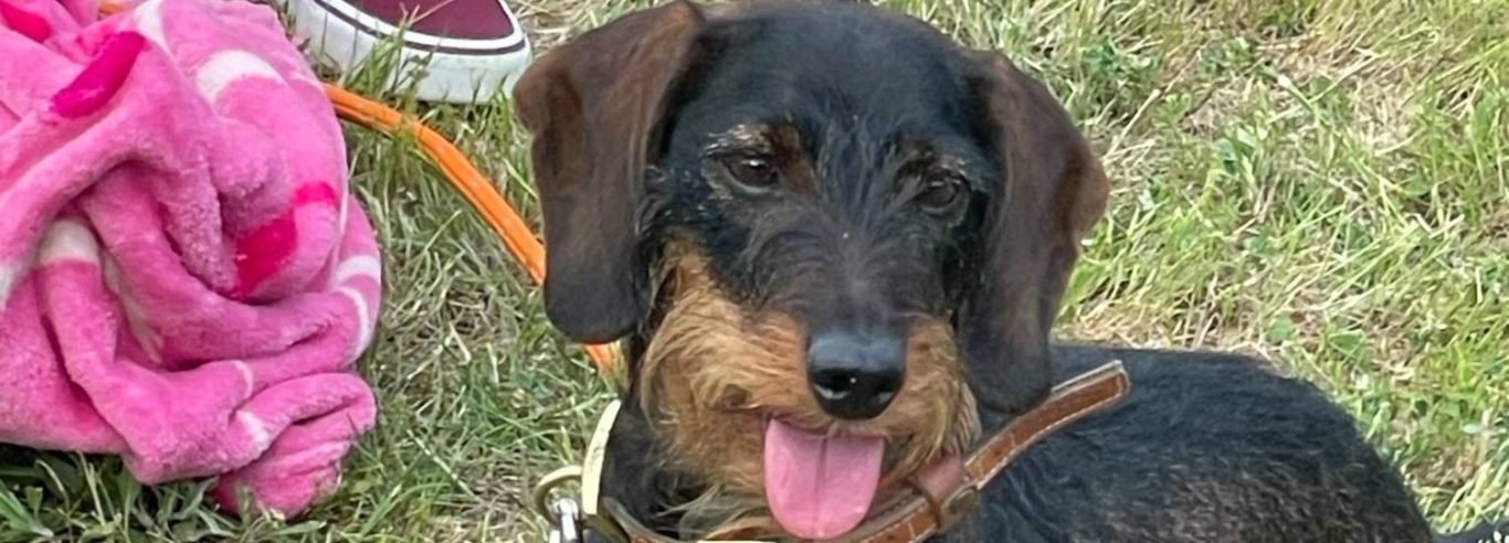 Schwarzer Dackel mit herausgestreckter Zunge auf grünem Gras liegend.