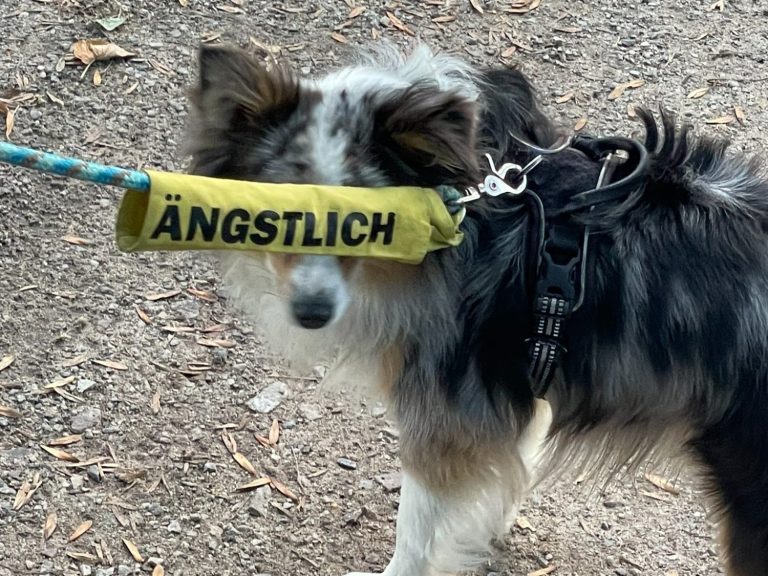 Hund mit braunem und grauem Fell, trägt ein rotes Halsband und schaut nach oben.