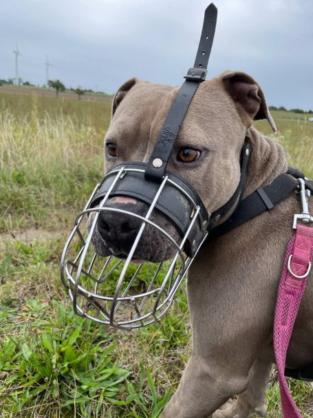 Grauer Hund mit Maulkorb steht auf einer Wiese unter einem bewölkten Himmel.