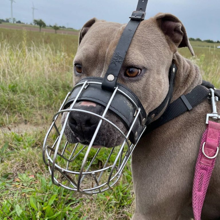 Hund mit einem Maulkorb aus Metall, der an einer Leine im Freien steht.