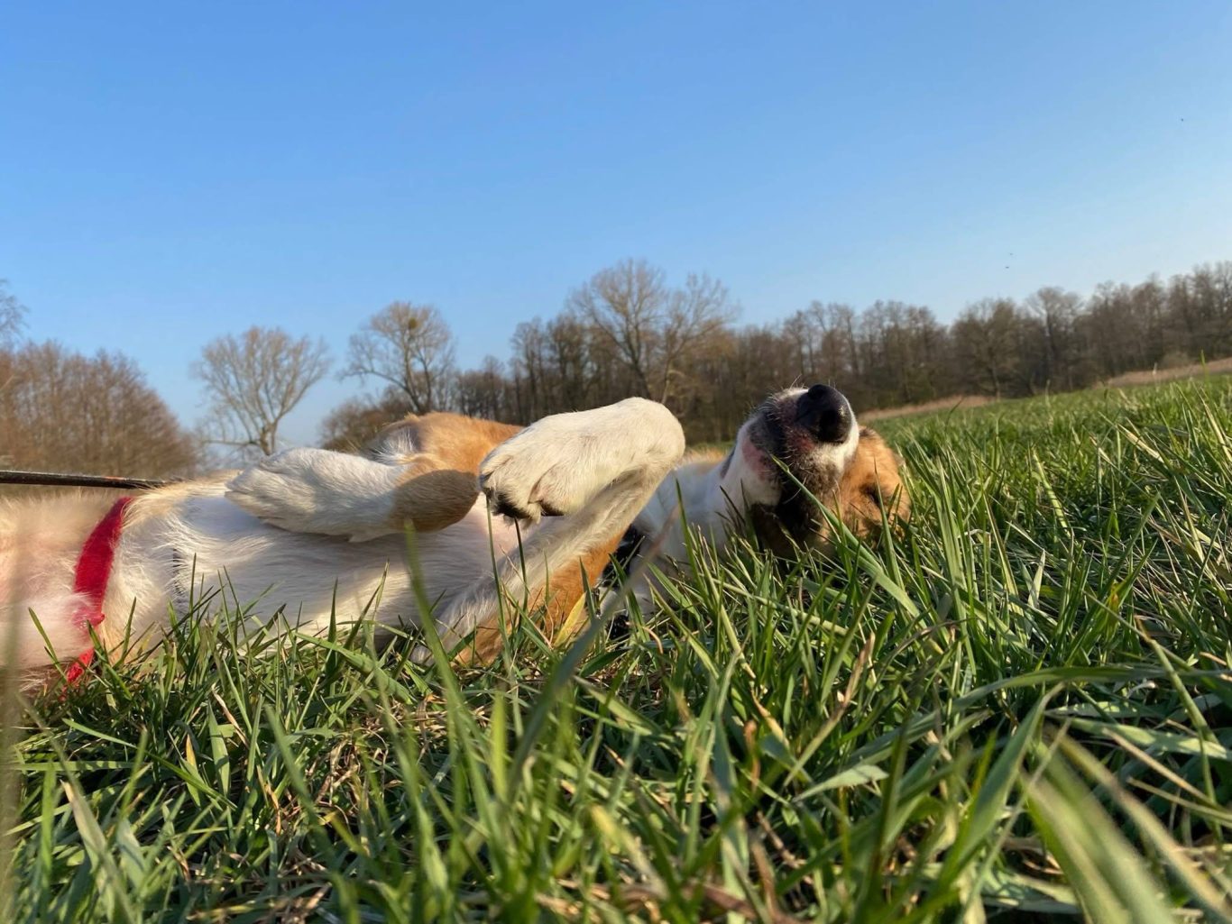 Ein Hund wälzt sich im Gras.