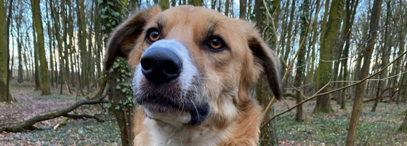 Brauner Hund mit neugierigem Blick vor einem Waldhintergrund.
