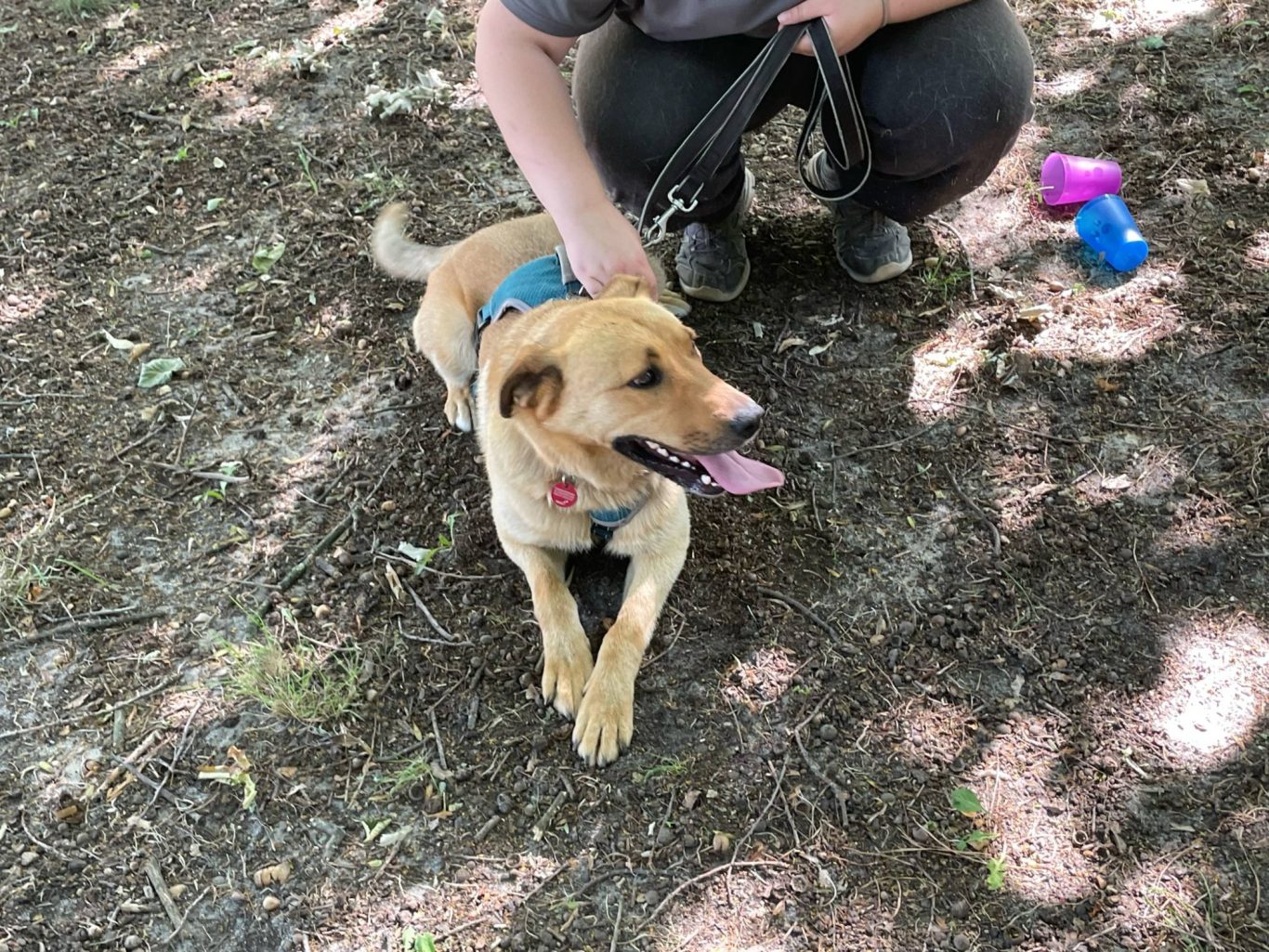 Ein Hund liegt auf dem Boden neben seinem Menschen.