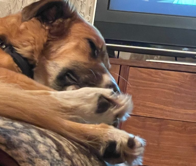 Hund mit braunem und grauem Fell, trägt ein rotes Halsband und schaut nach oben.