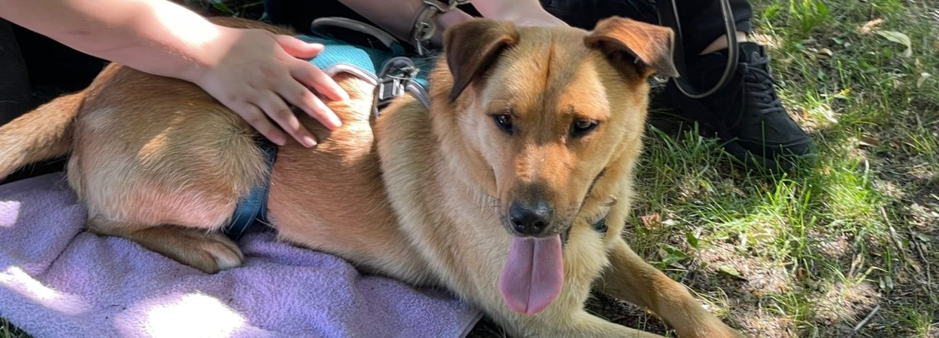Brauner Hund liegt auf einer Decke, während eine Hand ihn sanft streichelt.