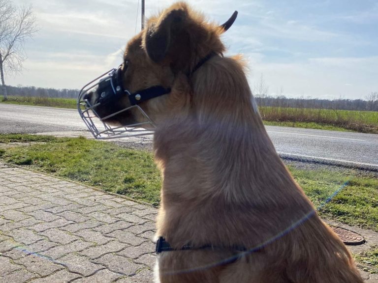 Hund mit braunem und grauem Fell, trägt ein rotes Halsband und schaut nach oben.