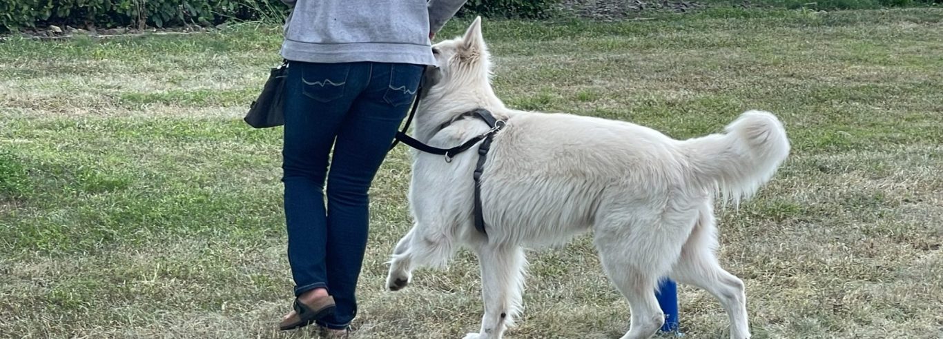 Ein Hund sitzt im Vordergrund, im Hintergrund sind Menschen auf einer Wiese versammelt.