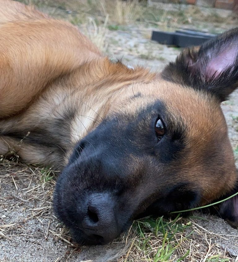 Schwarzer Hund mit Maulkorb auf einem Weg, neugierig in die Kamera schauend. 