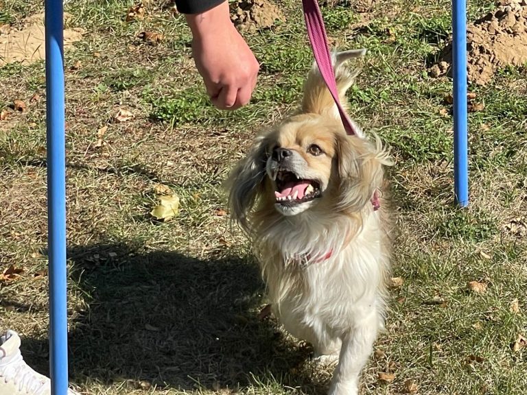 Hund mit braunem und grauem Fell, trägt ein rotes Halsband und schaut nach oben.