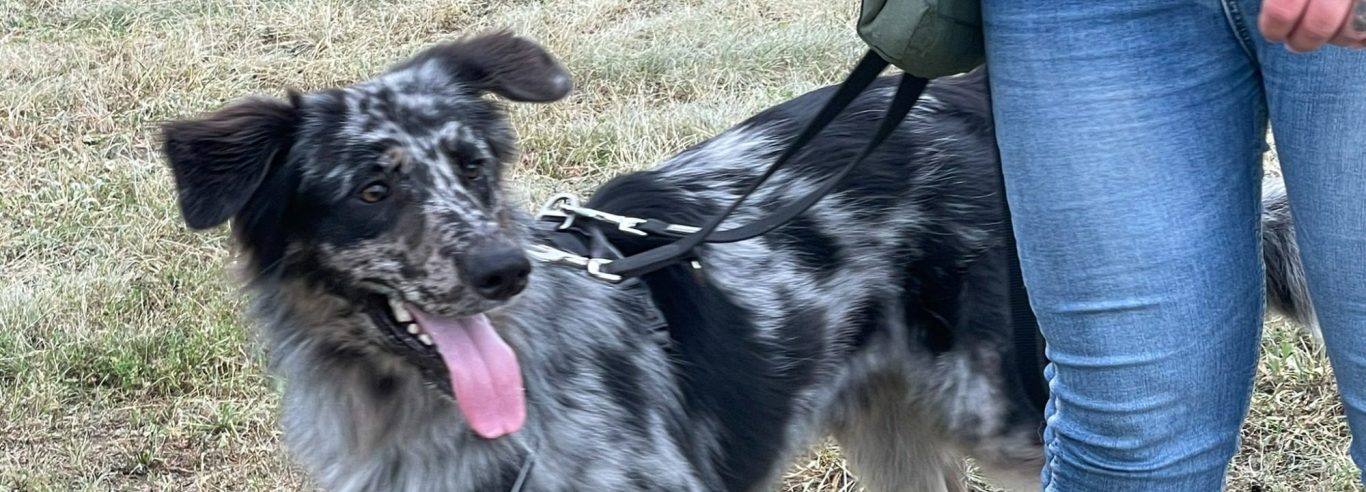 Ein Hund sitzt im Vordergrund, im Hintergrund sind Menschen auf einer Wiese versammelt.