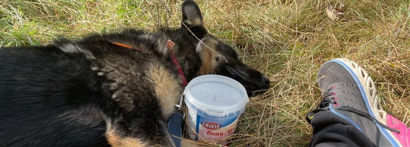Schlafender Hund neben einem Becher und einem Schuh auf Gras.