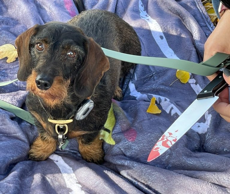 Hund mit braunem und grauem Fell, trägt ein rotes Halsband und schaut nach oben.