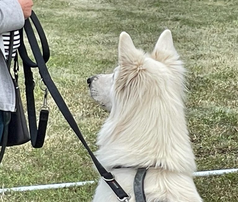 Hund mit braunem und grauem Fell, trägt ein rotes Halsband und schaut nach oben.