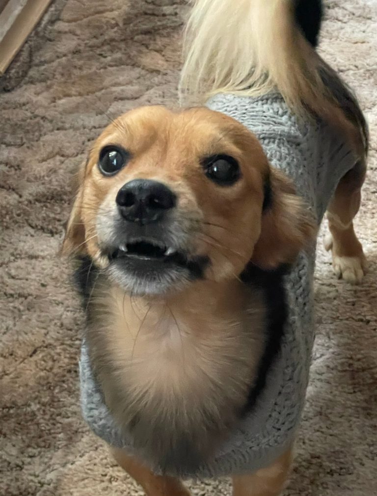 Hund mit braunem und grauem Fell, trägt ein rotes Halsband und schaut nach oben.