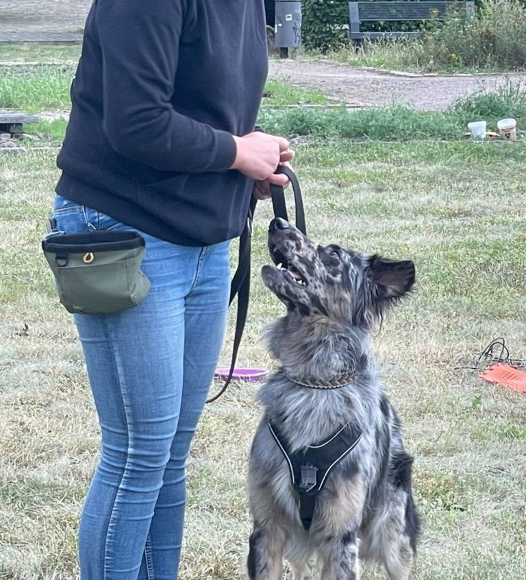 Schwarzer Hund mit Maulkorb auf einem Weg, neugierig in die Kamera schauend. 