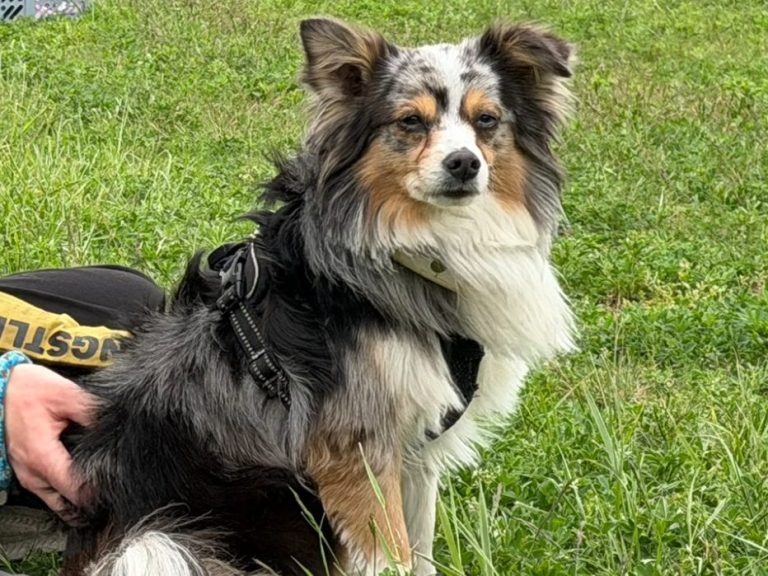 Hund mit braunem und grauem Fell, trägt ein rotes Halsband und schaut nach oben.
