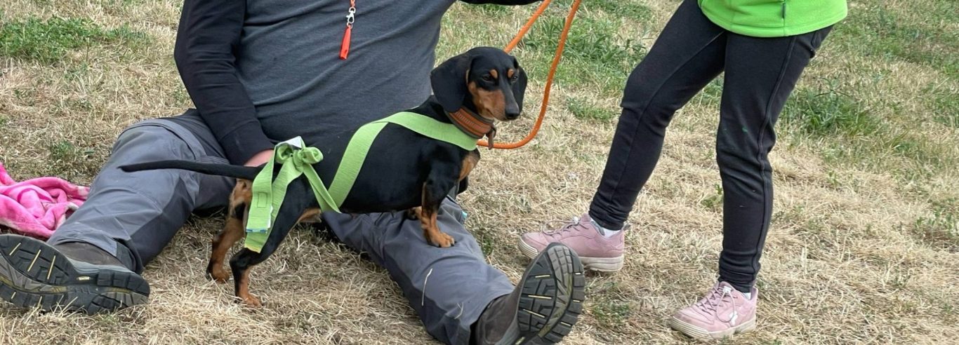 Brauner Hund mit neugierigem Blick vor einem Waldhintergrund.