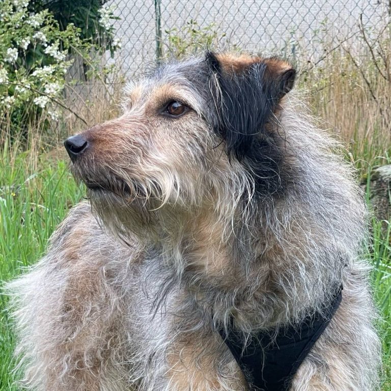 Ein gingerfarbener Hund mit struppigem Fell steht im Gras.