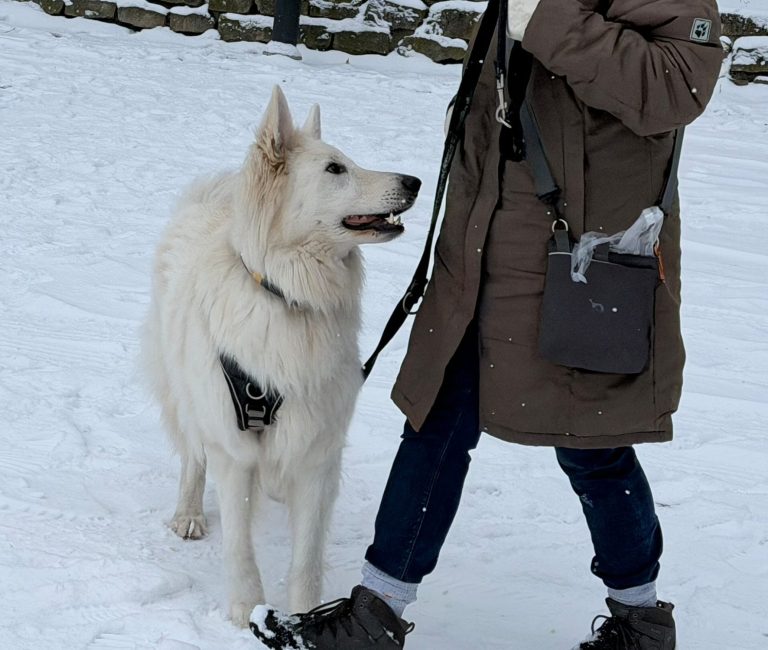 Hund mit braunem und grauem Fell, trägt ein rotes Halsband und schaut nach oben.