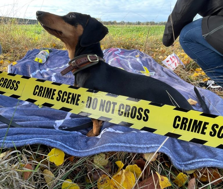 Hund mit braunem und grauem Fell, trägt ein rotes Halsband und schaut nach oben.