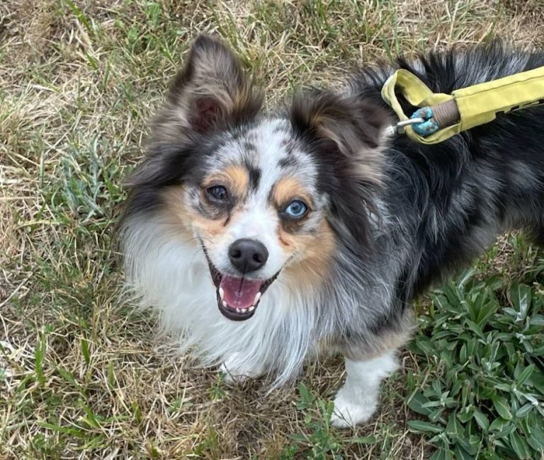 Hund mit braunem und grauem Fell, trägt ein rotes Halsband und schaut nach oben.