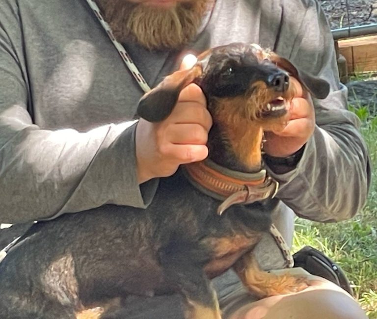 Hund mit braunem und grauem Fell, trägt ein rotes Halsband und schaut nach oben.