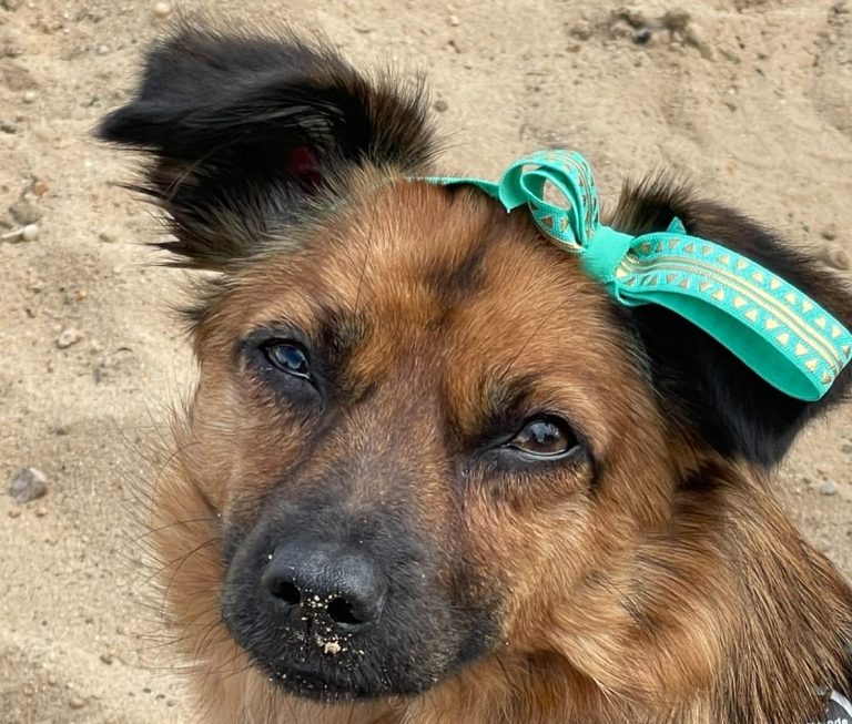 Hund mit braunem und grauem Fell, trägt ein rotes Halsband und schaut nach oben.