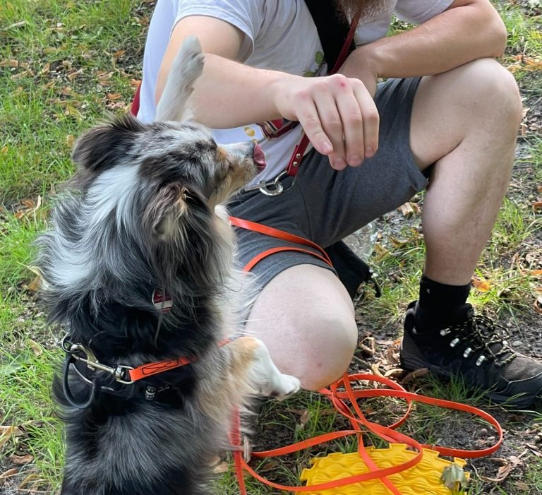 Ein brauner Hund sitzt mit einem breiten Lächeln, während eine Person ihn streichelt.