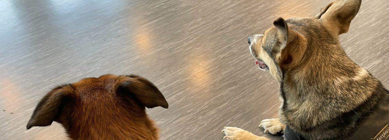 Ein Hund sitzt im Vordergrund, im Hintergrund sind Menschen auf einer Wiese versammelt.