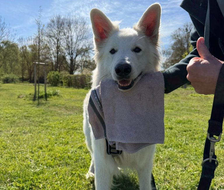 Hund mit braunem und grauem Fell, trägt ein rotes Halsband und schaut nach oben.