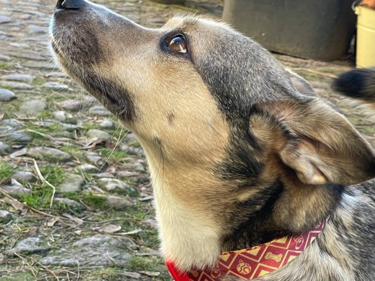 Hund mit braunem und grauem Fell, trägt ein rotes Halsband und schaut nach oben.
