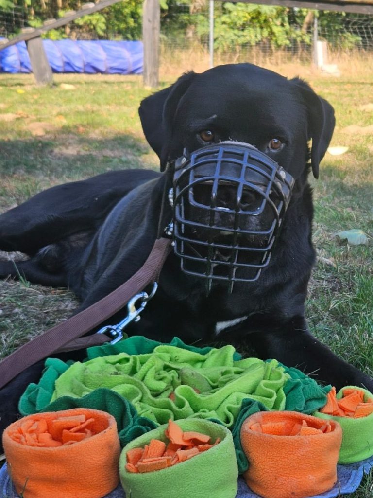 Hund mit Maulkorb steht auf Gras, schaut direkt in die Kamera.