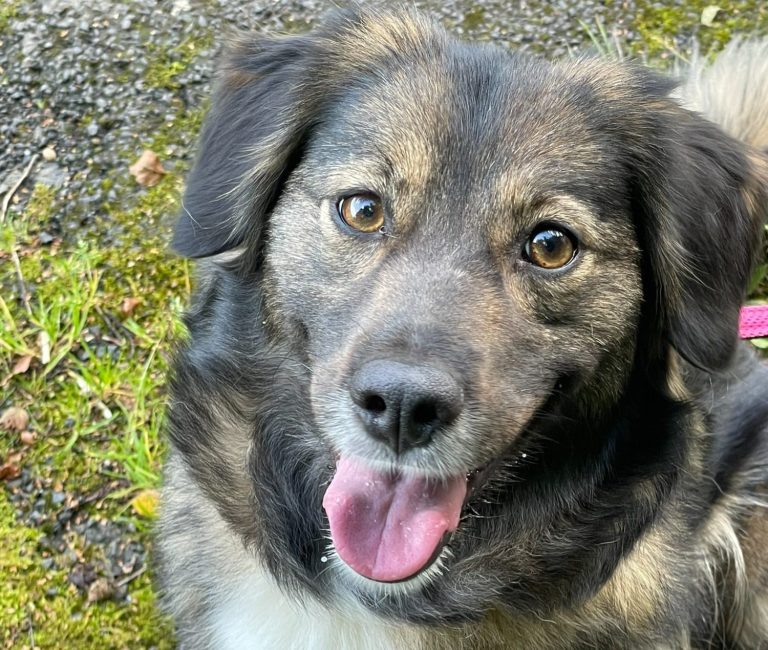 Hund mit braunem und grauem Fell, trägt ein rotes Halsband und schaut nach oben.