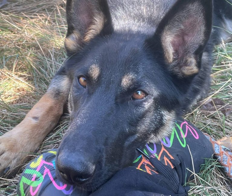Hund mit braunem und grauem Fell, trägt ein rotes Halsband und schaut nach oben.