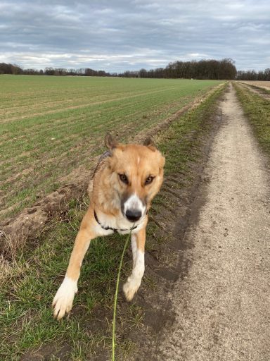 Ein Hund springt auf einem Feldweg zwischen Feldern mit grauem Himmel.