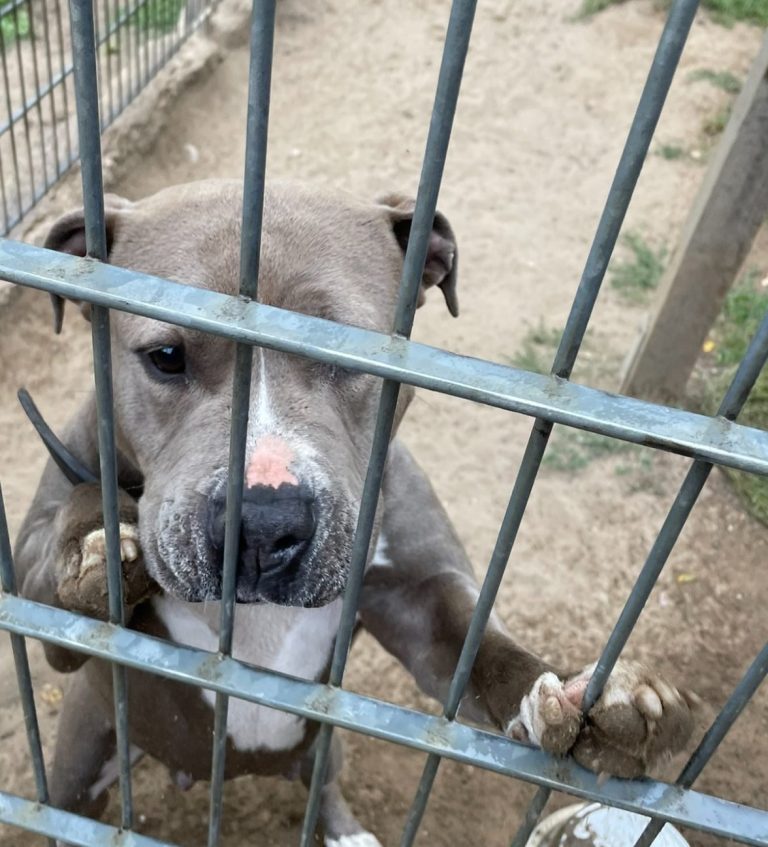 Schwarzer Hund mit Maulkorb auf einem Weg, neugierig in die Kamera schauend. 