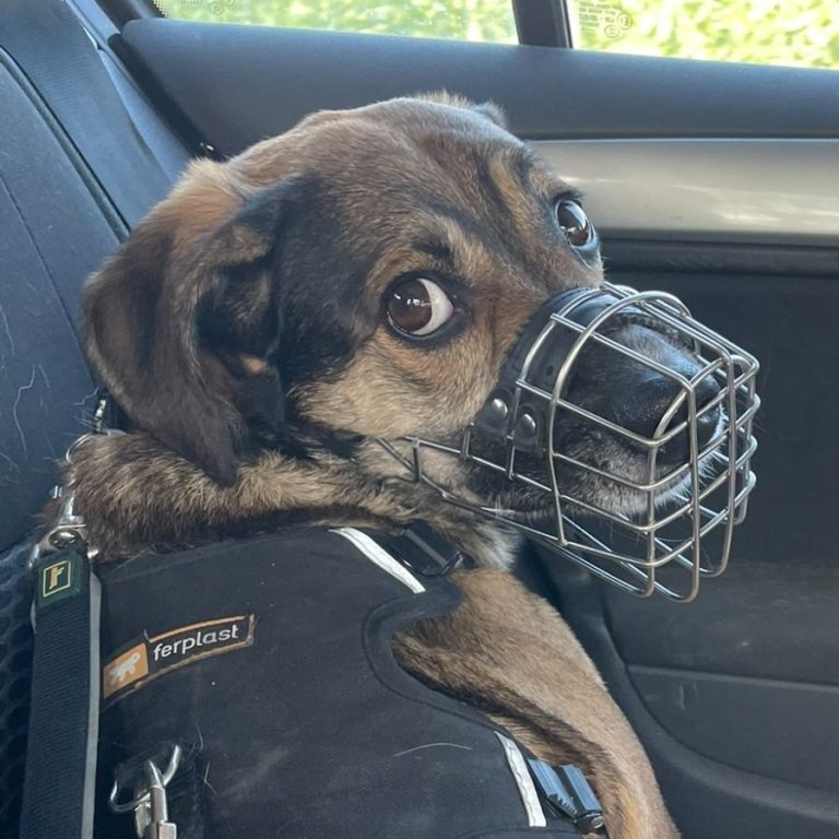 Hund mit braunem und grauem Fell, trägt ein rotes Halsband und schaut nach oben.