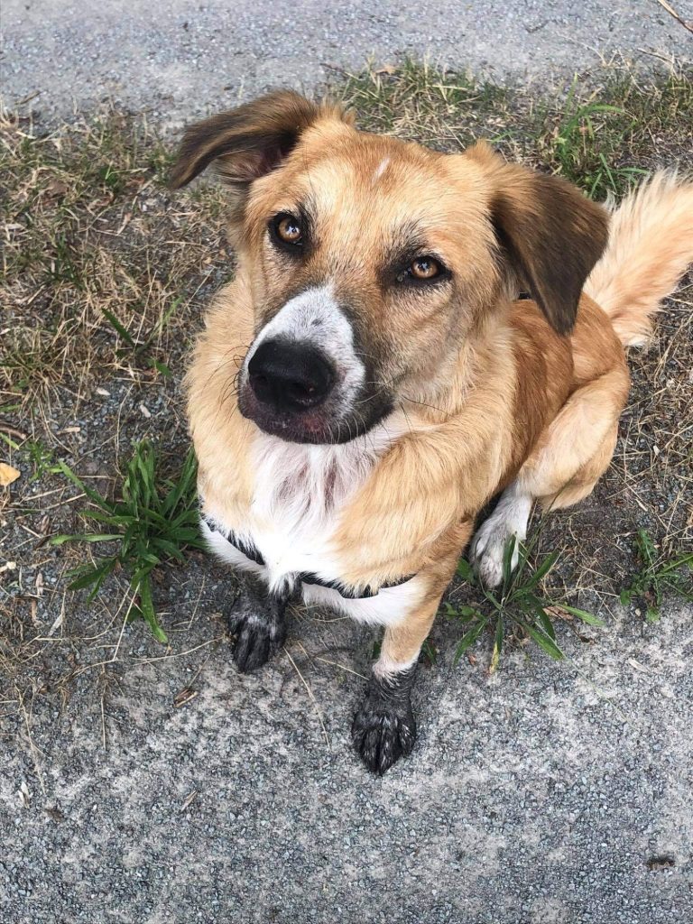 Hund mit Maulkorb steht auf Gras, schaut direkt in die Kamera.