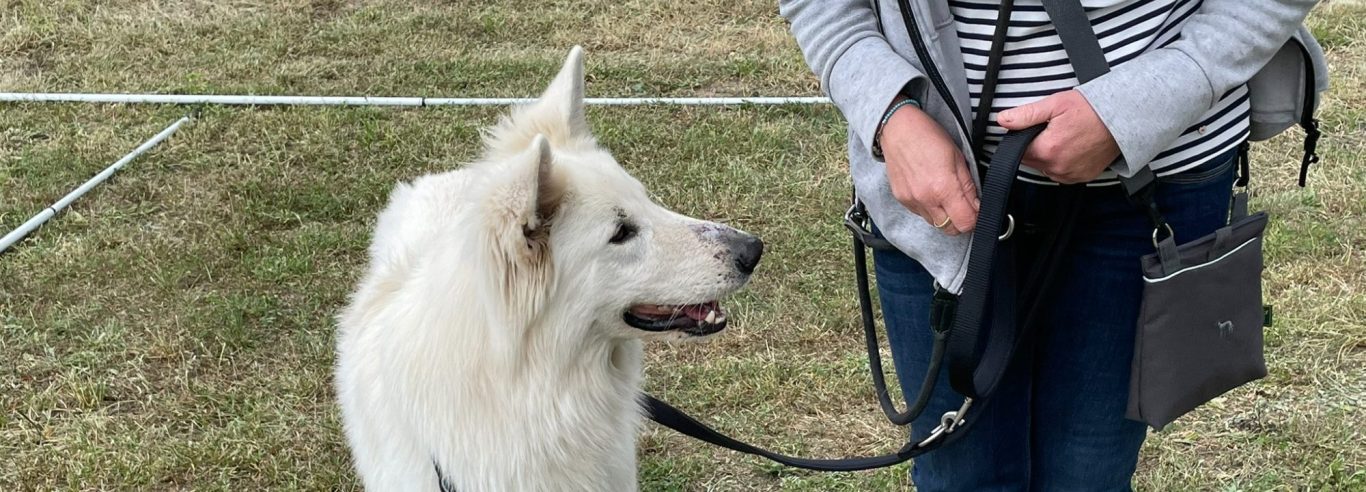 Ein Hund sitzt im Vordergrund, im Hintergrund sind Menschen auf einer Wiese versammelt.