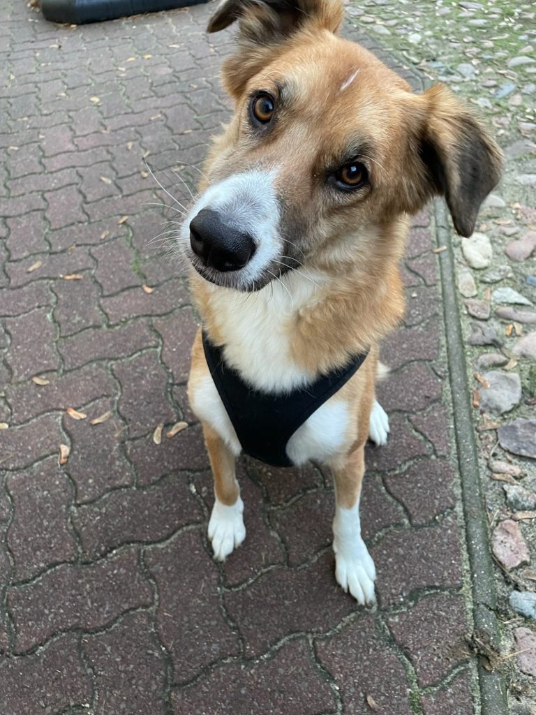 Hund mit braunem und grauem Fell, trägt ein rotes Halsband und schaut nach oben.