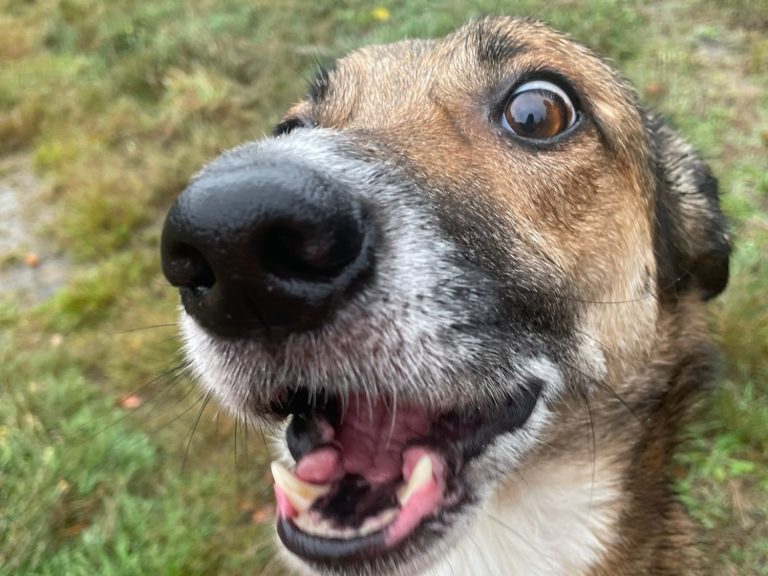 Hund mit braunem und grauem Fell, trägt ein rotes Halsband und schaut nach oben.