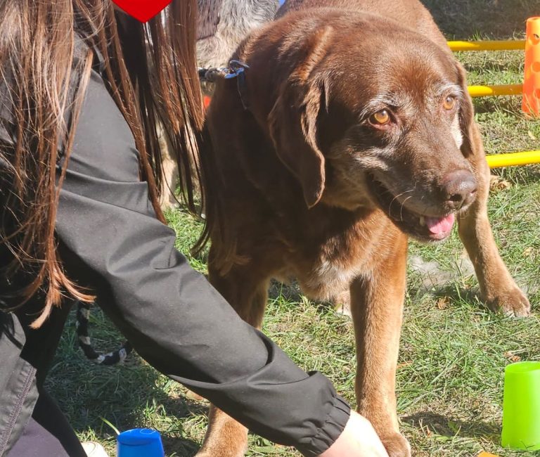 Hund mit braunem und grauem Fell, trägt ein rotes Halsband und schaut nach oben.