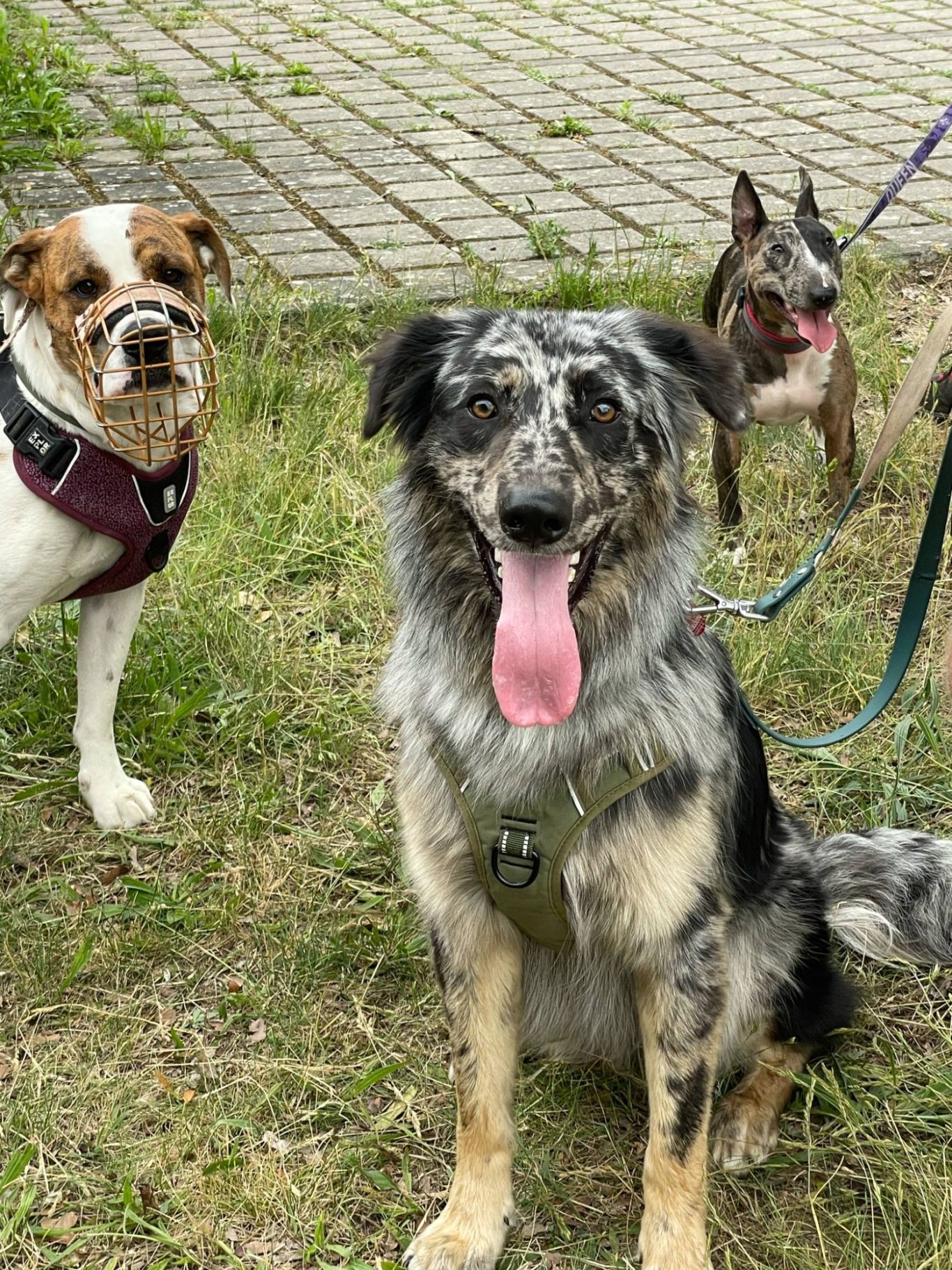 Ein Australian Shepherd Mischling, ein Bullterrier und ein weiterer Mischlingshund schauen in die Kamera.
