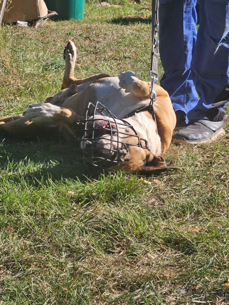 Hund mit Maulkorb steht auf Gras, schaut direkt in die Kamera.